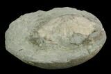 Fossil Crab (Longusorbis) Nodule Half - Canada #129399-1